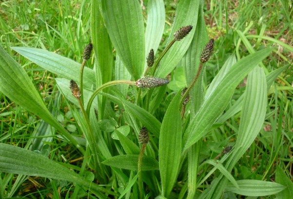 Plantain